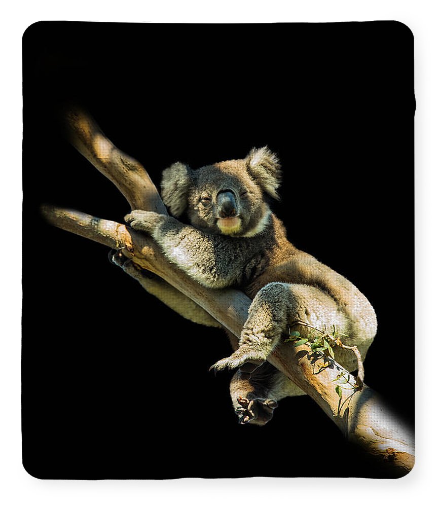 The Sleepy Koala Sherpa Blanket