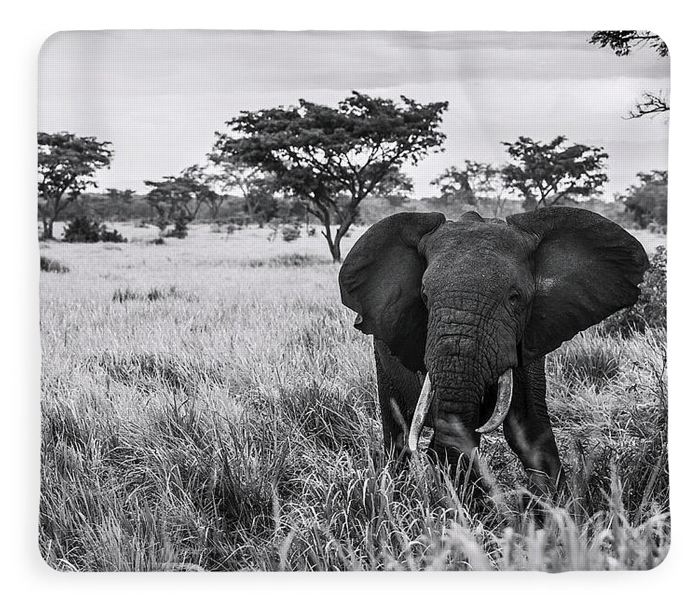Africa - Blanket