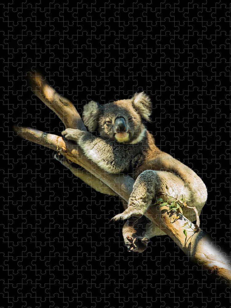 The Drunk Koala - Puzzle